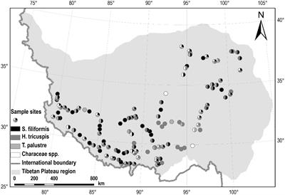 Variations in Species-Level N:P Stoichiometry of Charophytes and Aquatic Angiosperms on the Tibetan Plateau